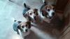 Mom2Beagles's Avatar